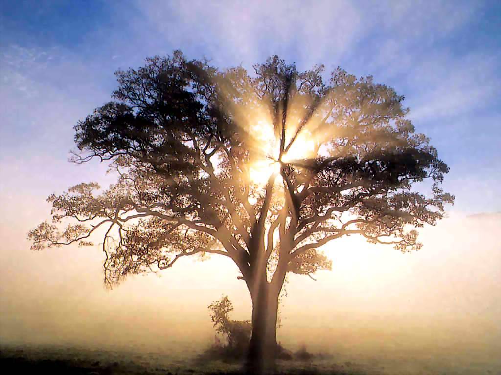 nature connection